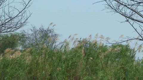 Malawi: grass in a wind  Stock Footage 275198