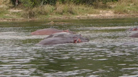 Malawi Hippo At River Edge, Uganda Vídeo Stock 106216147
