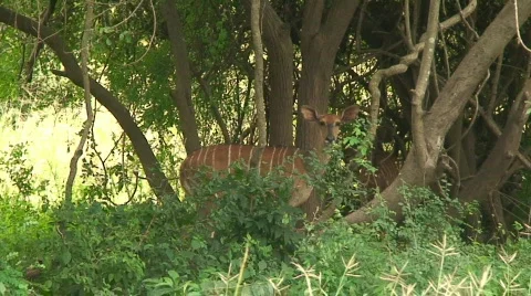 Malawi: impala in a wild 1 Stock Footage 396649