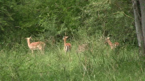 Malawi: impala in a wild 2 Stock Footage 396751