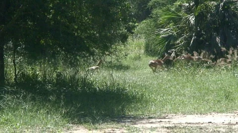 Malawi: impala in a wild 3 Stock Footage 400109