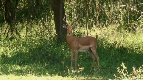 Malawi: impala in a wild 4 Stock Footage 445708