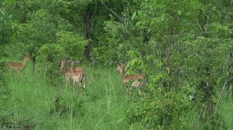 Malawi: impala in a wild 5 Stock Footage 711866
