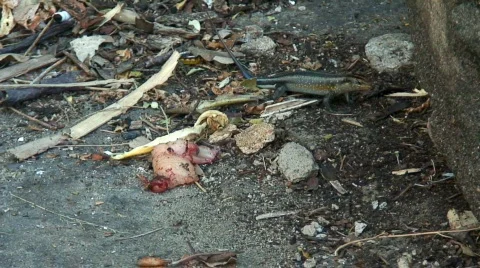 Malawi: lizard and meat Stock Footage 446537