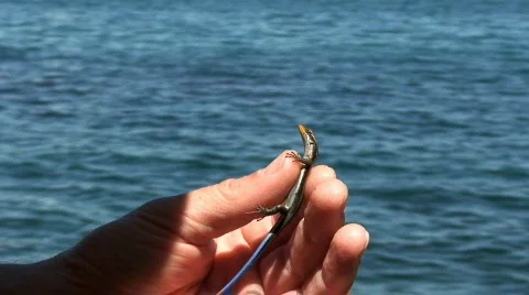 Malawi: lizard in a hand Stock Footage 446741