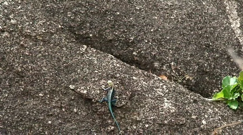 Malawi: lizard on the rock Stock Footage 364405