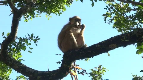 Malawi: monkey eating sugar 2 Stock Footage 711741