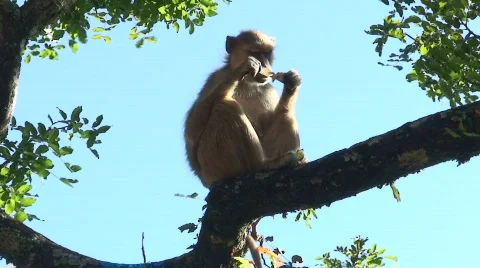 Malawi: monkey eating sugar 3 Stock Footage 711747
