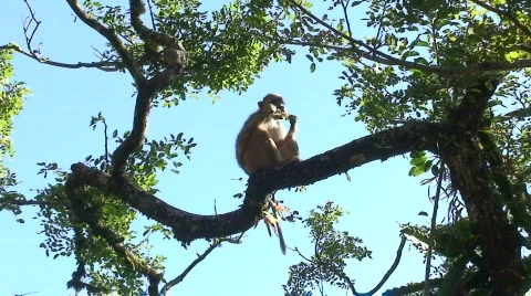 Malawi: monkey eating sugar 4 Stock Footage 711762