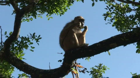 Malawi: monkey eating sugar Stock Footage 711736
