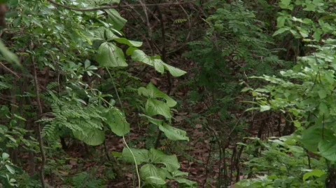 Malawi: monkey with neewborn in a forest Stock Footage 362791