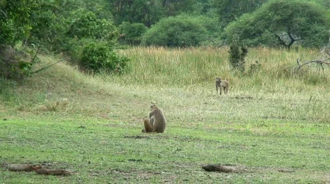 Malawi: monkeys in a forest 1 Stock Footage 401951