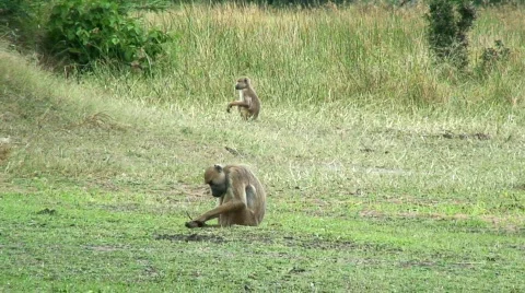 Malawi: monkeys in a forest 1 Video stock 420718
