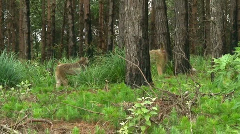 Malawi: monkeys in a wild forest 2 Stock Footage 658823