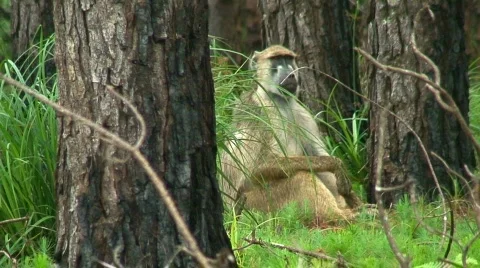 Malawi: monkeys in a wild forest 3 Stock Footage 658843