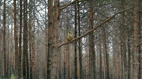 Malawi: monkeys in a wild forest 4 Stock Footage 658890