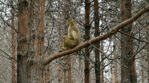 Malawi: monkeys in a wild forest 5 Stock Footage 658925