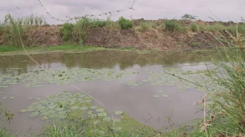 Malawi - November 2016: Man net fishing in a shallow river Stock Footage 74391386