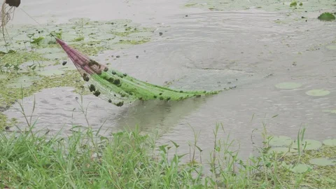 Malawi - November 2016: Man net fishing in a shallow river Stock Footage 74391489