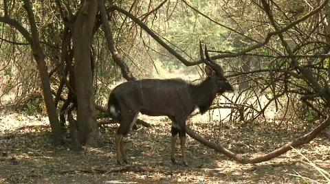 Malawi: nyala in a wild  Stock Footage 275228