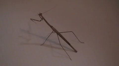 Malawi: praying mantis at sunset Stock Footage 289519