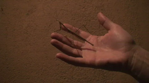 Malawi: praying mantis at sunset in hand Stock Footage 289524