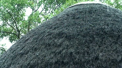 Malawi: raining on reed roof 2 Stock Footage 732753