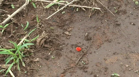 Malawi: red bug Stock Footage 363731