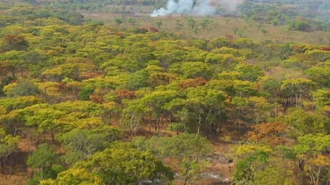 Malawi smoke in the forest Stock Footage 219941151