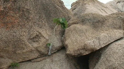 Malawi: tree growing in a rock Stock Footage 363698