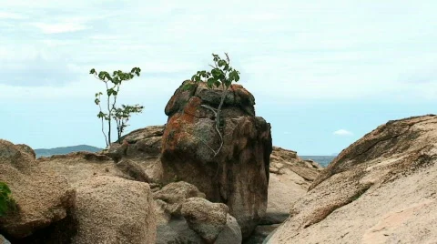 Malawi: trees growing on a rocks 1 Stock Footage 659378