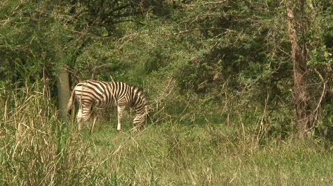 Malawi: zebra in a wild 11 Stock Footage 445607