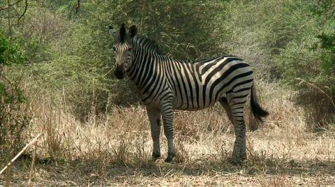 Malawi: zebra in a wild 2  Stock Footage 274900