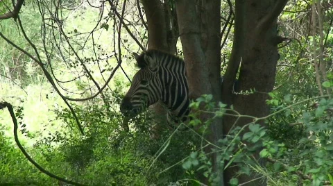 Malawi: zebra in a wild 3 Stock Footage 396790