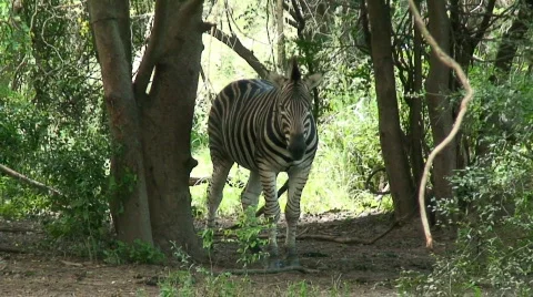 Malawi: zebra in a wild 4 Stock Footage 397043