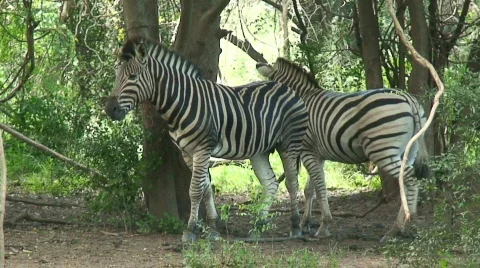 Malawi: zebra in a wild 5 Stock Footage 396820