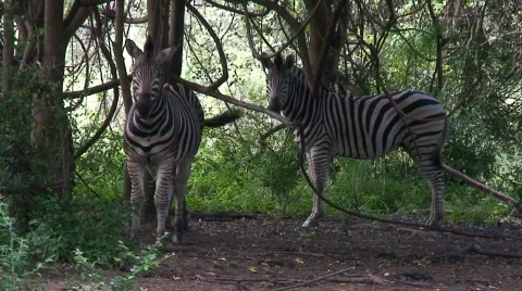 Malawi: zebra in a wild 7 Stock Footage 401802