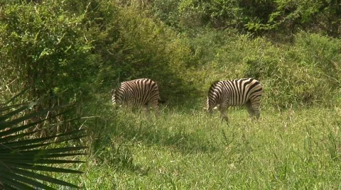 Malawi: zebra in a wild 8 Stock Footage 401828