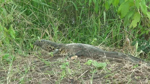 Malawi:Monitor lizard in a wild 2 Stock Footage 711833