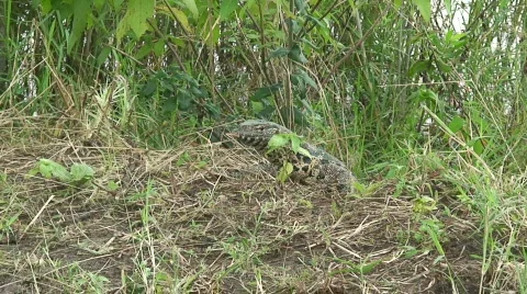 Malawi:Monitor lizard in a wild Stock Footage 711815
