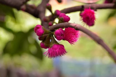 Malay Apple Tree Currently in Bloom, thailand Stock Photos