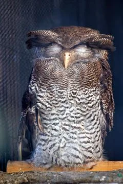 Malay Eagle Owl (Bubo sumatranus) in Southeast Asia Stock Photos