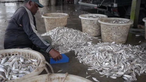 Malay Fisherman Sorting by hands small fresh fish in to baskets at the market Stock Footage 156749460