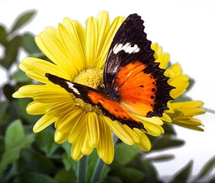 Malay Lacewing Butterfly Stock-Fotos
