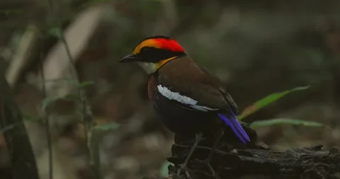 Malayan Banded Pitta perched on log in tropical rainforest Stock Footage 333474053
