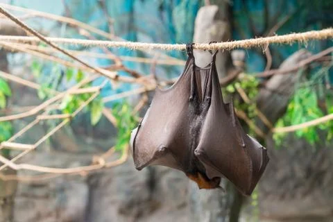 Malayan Bat (Pteropus vampyrus) hanging on a rope Photos