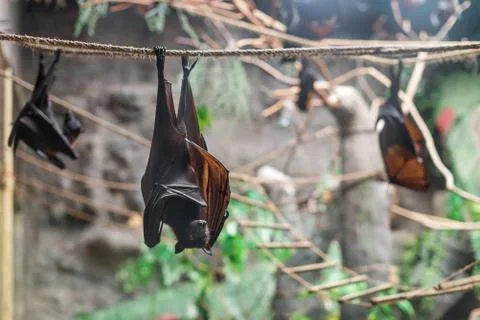 Malayan Bat (Pteropus vampyrus) hanging on a rope Stock Photos