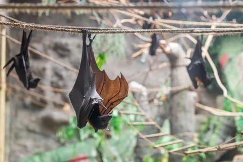 Malayan Bat (Pteropus vampyrus) hanging on a rope Photos