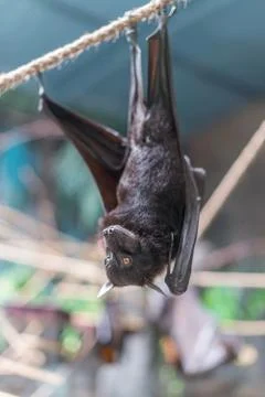 Malayan Bat (Pteropus vampyrus) hanging on a rope Stock-Fotos