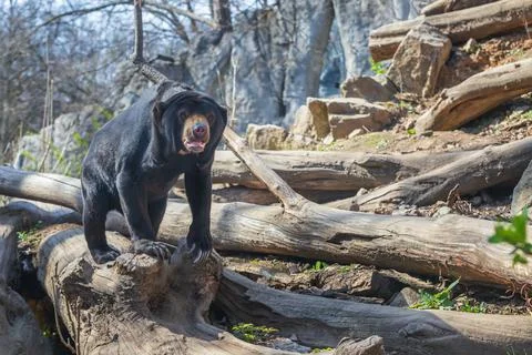 Malayan bear - Helarctos malayanus - the smallest species of bear. It is blac Foto stock
